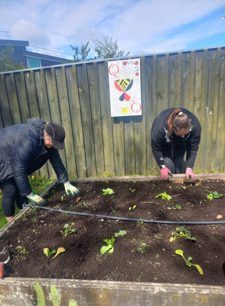 Volunteers planting vegetable starts.